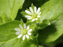 19 Medicinal Health Benefits Of Common Chickweed (Stellaria media)