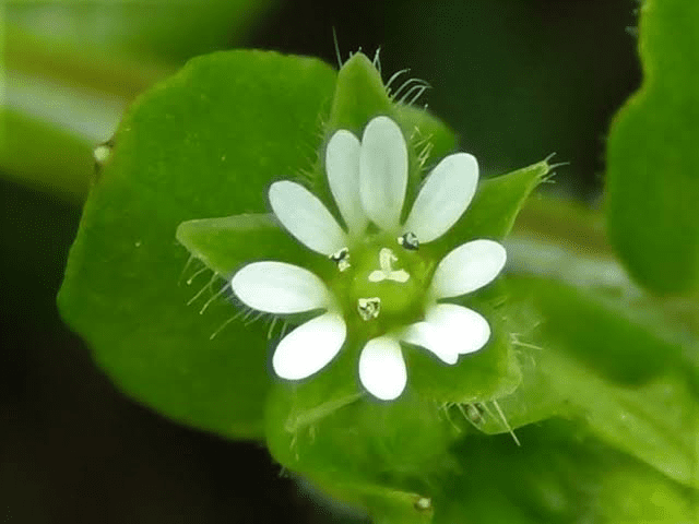 19 Medicinal Health Benefits Of Common Chickweed (Stellaria media)
