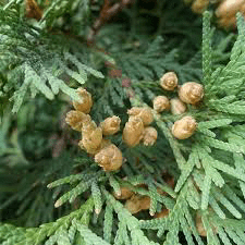 19 Medicinal Health Benefits Of Thuja Occidentalis (Eastern White Cedar)