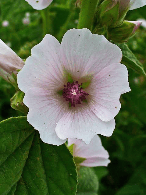 22 Medicinal Health Benefits Of Althaea Officinalis (Marshmallow)