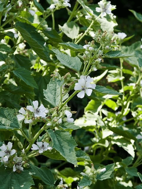 22 Medicinal Health Benefits Of Althaea Officinalis (Marshmallow)