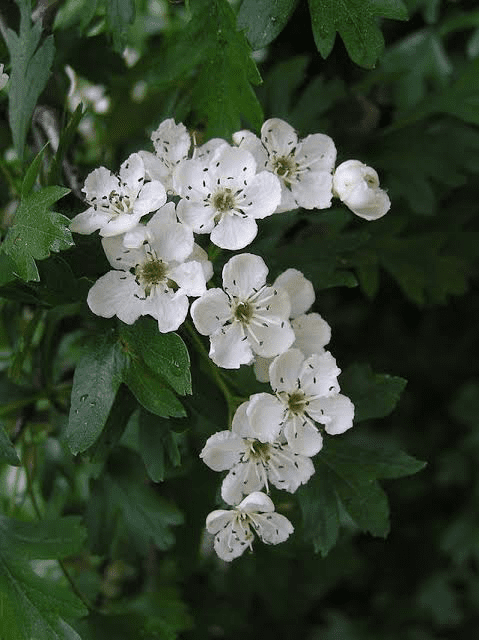 16 Medicinal Health Benefits of Crataegus monogyna (Hawthorn)