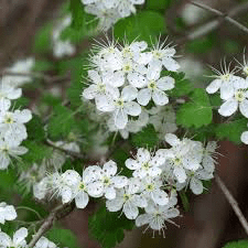 16 Medicinal Health Benefits of Crataegus monogyna (Hawthorn) 16 Medicinal Health Benefits of Crataegus monogyna (Hawthorn)