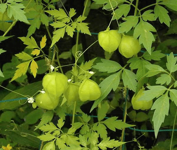 25 Medicinal Health Benefits of Cardiospermum halicacabum (Balloon Vine)
