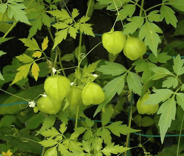 25 Medicinal Health Benefits of Cardiospermum halicacabum (Balloon Vine)