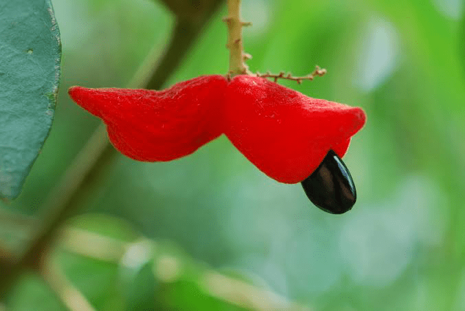 19 Medicinal Health Benefits Of Cnestis ferruginea (African Ironwood)