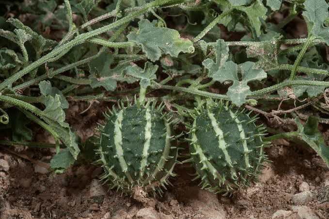 19 Medicinal Health Benefits Of Cucumis prophetarum (Wild Cucumber)