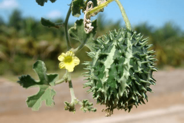 19 Medicinal Health Benefits Of Cucumis prophetarum (Wild Cucumber)