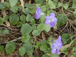 21Medicinal Health Benefits Of Asystasia gangetica (Chinese Violet)