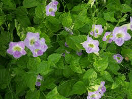 21Medicinal Health Benefits Of Asystasia gangetica (Chinese Violet)