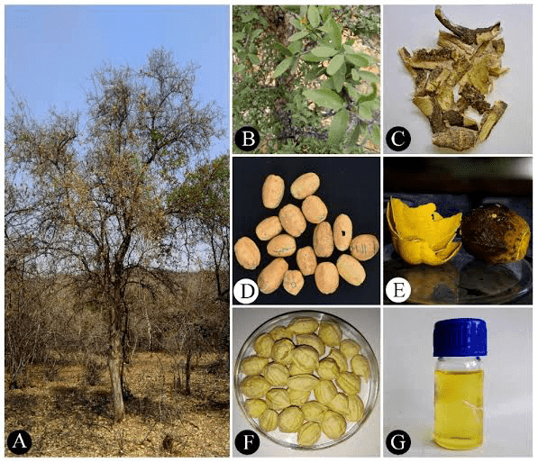 22 Medicinal Health Benefits Of Balanites Roxburghii