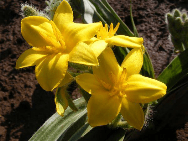 23 Medicinal Health Benefis Of Hypoxis hemerocallidea (African star Grass)