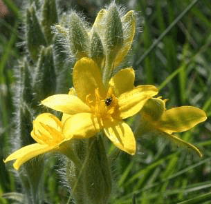 23 Medicinal Health Benefis Of Hypoxis hemerocallidea (African star Grass)