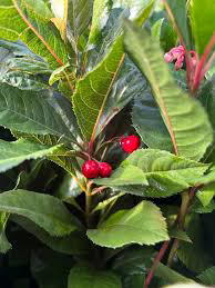 10 Medicinal Health Benefits Of Ardisia japonica (Japanese Ardisia)