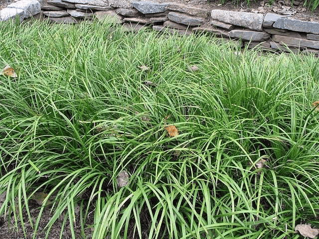 22 Medicinal Health Benefits Of Acorus Gramineus (Japanese Sweet Flag) 22 Medicinal Health Benefits Of Acorus Gramineus (Japanese Sweet Flag)