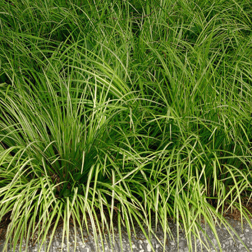 22 Medicinal Health Benefits Of Acorus Gramineus (Japanese Sweet Flag) 22 Medicinal Health Benefits Of Acorus Gramineus (Japanese Sweet Flag)
