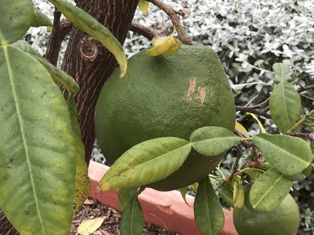 21 Medicinal Health Benefits of Citrus macroptera (Khasi Papeda) 21 Medicinal Health Benefits of Citrus macroptera (Khasi Papeda)