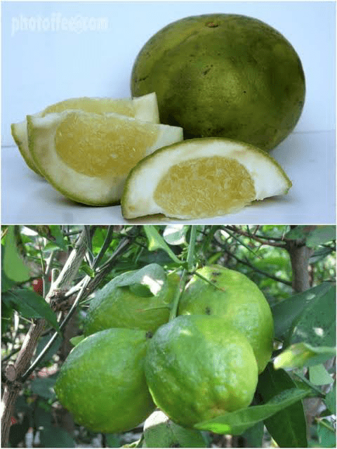 21 Medicinal Health Benefits of Citrus macroptera (Khasi Papeda) 21 Medicinal Health Benefits of Citrus macroptera (Khasi Papeda)