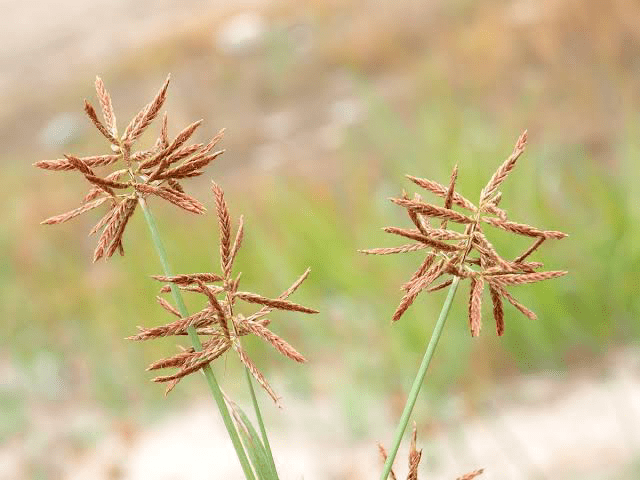 13 Medicinal Health Benefits of Cyperus rotundus (Nutgrass)