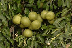 23 Medicinal Health Benefits of Citrus latipes (Khasi Papeda)