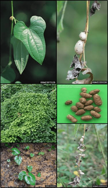 8 Medicinal Health Benefits of Dioscorea oppositifolia (Chinese Yam) 8 Medicinal Health Benefits of Dioscorea oppositifolia (Chinese Yam)