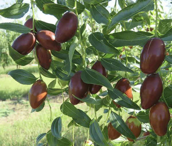 15 Medicinal Health Benefits Of Jujube (Red Date)