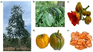 10 Medicinal Health Benefits of Garcinia Atroviridis (Asam Gelugor)