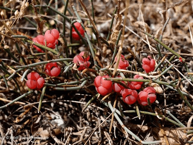 13 Medicinal Health Benefits of Ephedra distachya (Ma-huang)