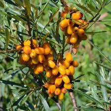 17 Medicinal Health Benefits of Hippophae rhamnoides (Sea Buckthorn)