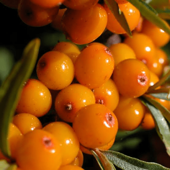 17 Medicinal Health Benefits of Hippophae rhamnoides (Sea Buckthorn)