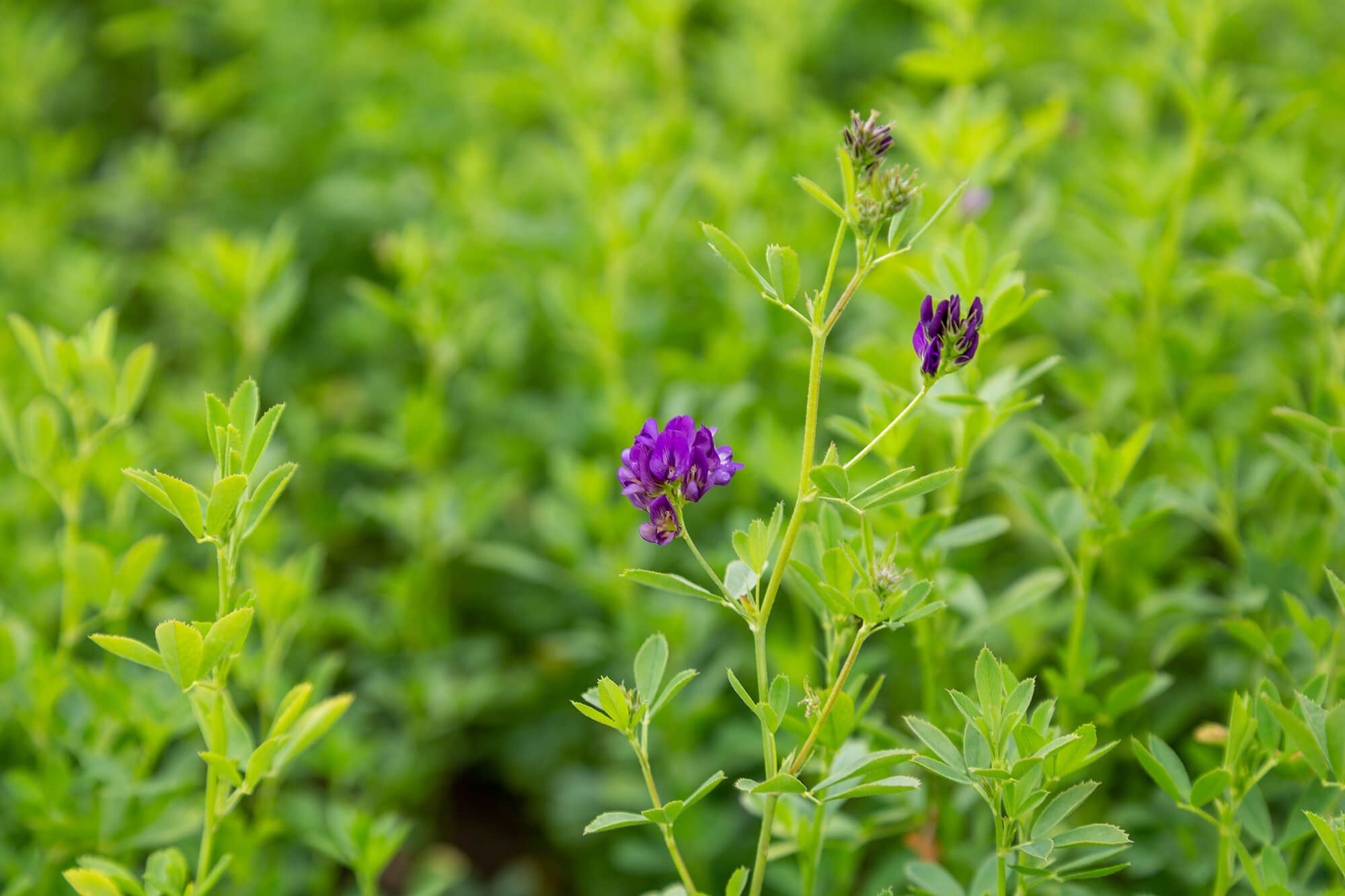 Complete Guide on How to Grow Alfalfa