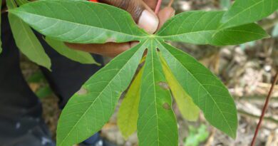 Cassava Petioles