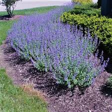 All You Need To Know About Catmint Plant All You Need To Know About Catmint Plant