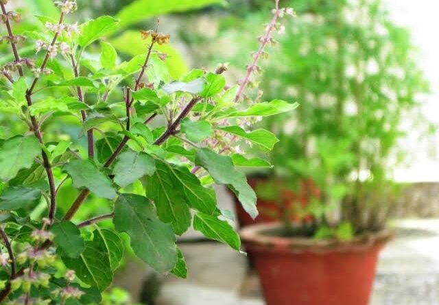 11 Health Benefits of Holy Basil Herb