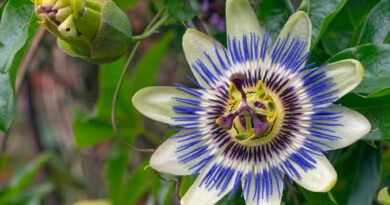 16 Medicinal Health Benefits Of Passion Flower (Passiflora incarnata)