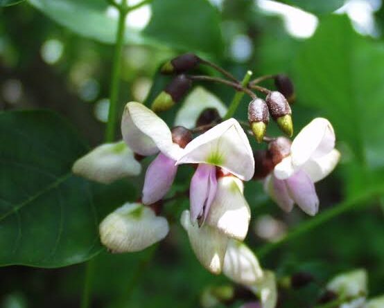 18 Medicinal Health Benefits Of Jamaica Dogwood (Piscidia piscipula)