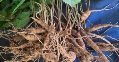 Growing Guide and Health Benefits of Using Ginseng Root