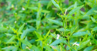 18 Medicinal Health Benefits Of Andrographis paniculata (King of Bitters)