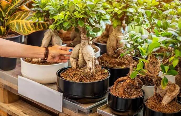 Growing Guide and Health Benefits of Using Ginseng Root Growing Guide and Health Benefits of Using Ginseng Root