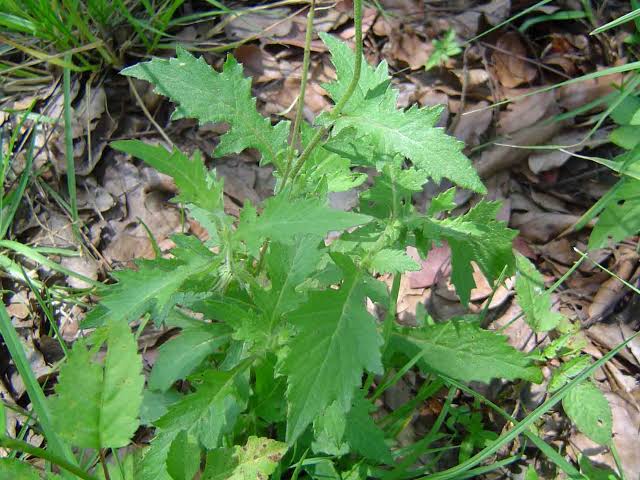 15 Medicinal Health Benefits of Crassocephalum rubens (Redflower Ragleaf)