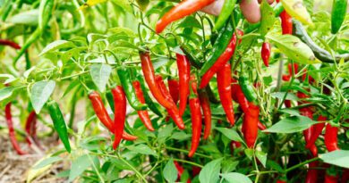 Growing Guide and Health Benefits of Cayenne Pepper