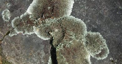 20 Medicinal Health Benefits Of Sexy Footpath Lichen (Parmelia Erotica)