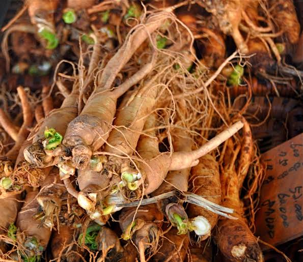 Growing Guide and Health Benefits of Using Ginseng Root Growing Guide and Health Benefits of Using Ginseng Root