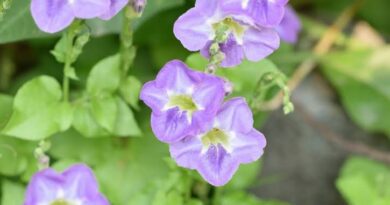 21Medicinal Health Benefits Of Asystasia gangetica (Chinese Violet)