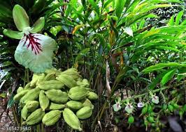 Growing Guide and Health Benefits of Cardamom Spice Growing Guide and Health Benefits of Cardamom Spice