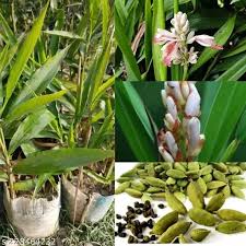 Growing Guide and Health Benefits of Cardamom Spice Growing Guide and Health Benefits of Cardamom Spice