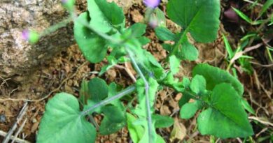 12 Medicinal Health Benefits of Emilia Sonchifolia (lilac tasselflower)