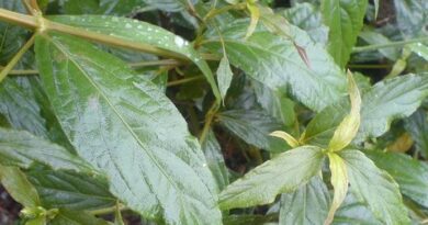 10 Medicinal Health Benefits of Cyathula officinalis (Chuan Niu Xi)