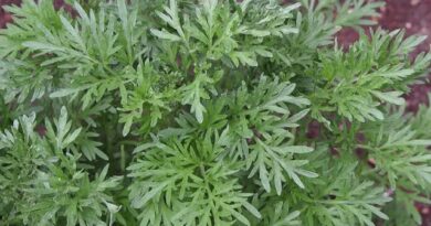 25 Medicinal Health Benefits of Artemisia pontica (Roman Wormwood)