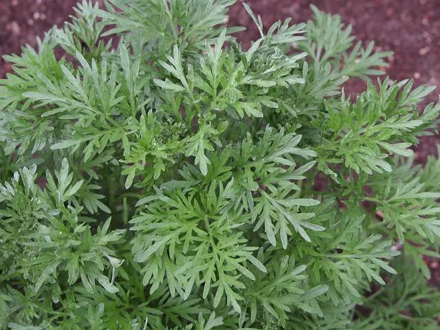 25 Medicinal Health Benefits of Artemisia pontica (Roman Wormwood ...